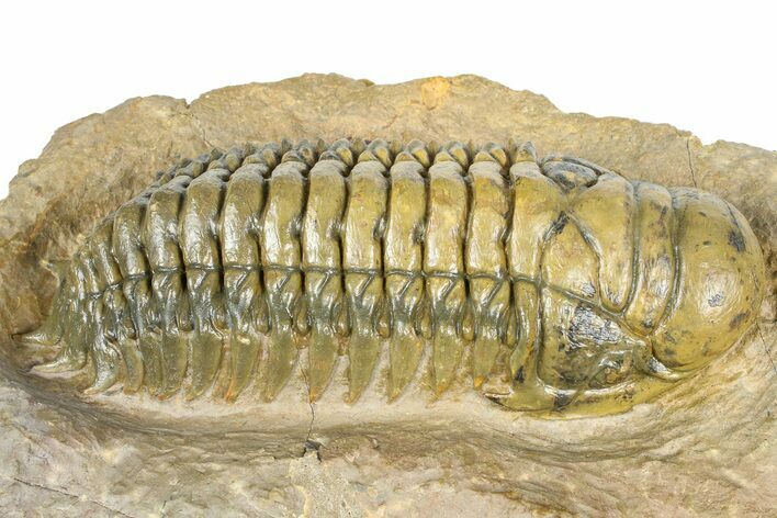 Crotalocephalina Trilobite - Giant For Species #363231